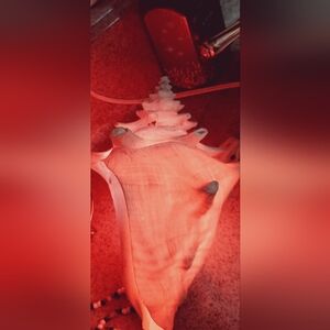 Vintage Large Real Conch Shell Nightlight! Switch And Bulb Included